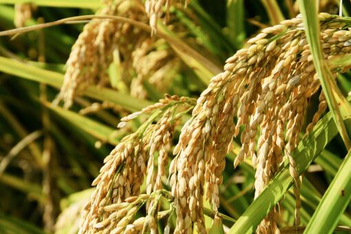 農產品出口指南 以稻洋農家為例探析出口條件與手續流程